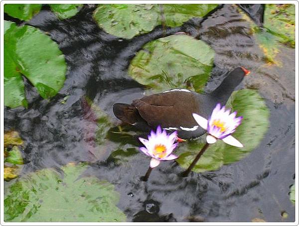 植物園_7382.jpg