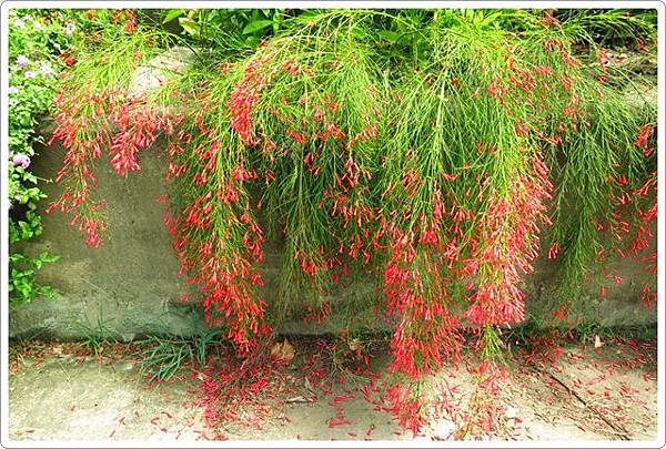 社子島頭公園-1_11.jpg 社子島頭公園-1_11.jpg
