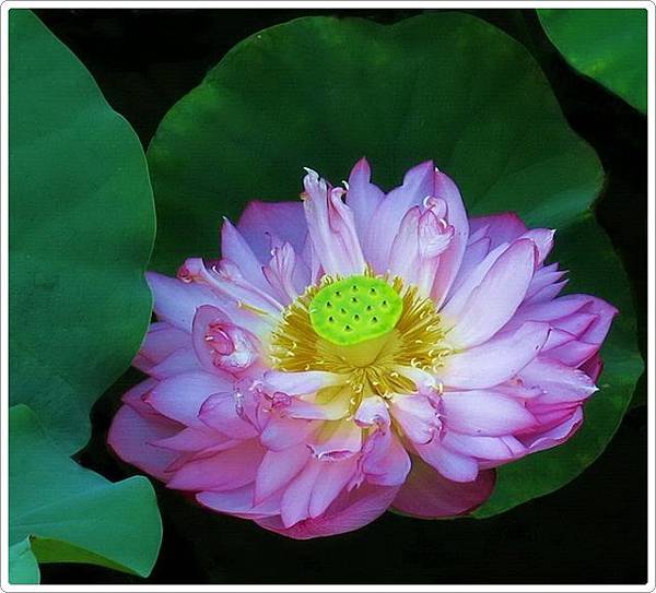 植物園荷花_14.jpg 植物園荷花_14.jpg