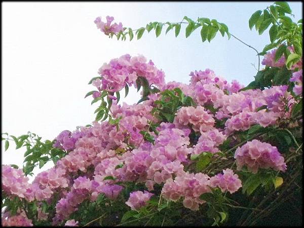 蒜香藤_283.jpg 蒜香藤_283.jpg