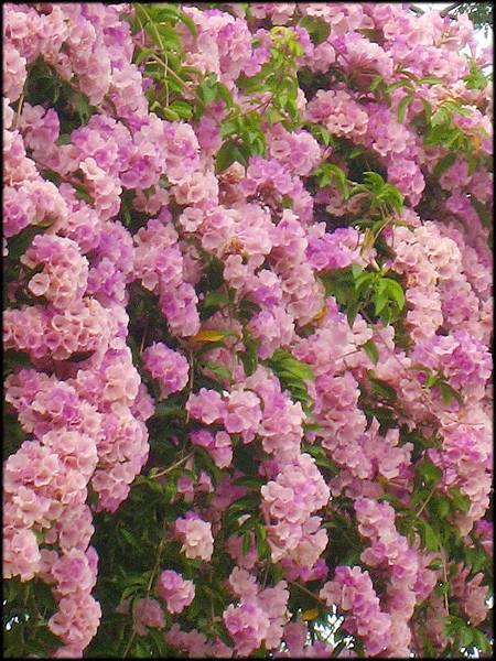 蒜香藤_301.jpg 蒜香藤_301.jpg