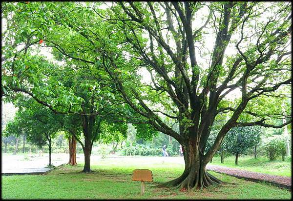 西勢公園午茶時間_40 西勢公園午茶時間_40