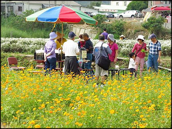 2015銅鑼杭菊_5570.jpg