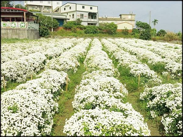 2015銅鑼杭菊_5574.jpg 2015銅鑼杭菊_5574.jpg