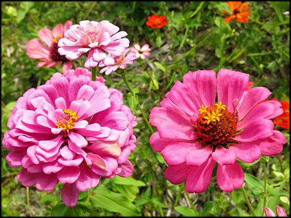 2015銅鑼杭菊_5617.jpg 2015銅鑼杭菊_5617.jpg