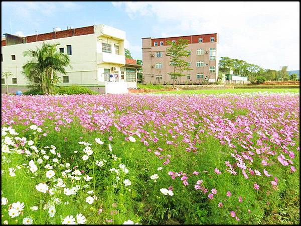 蘆竹海山路花海_31.jpg