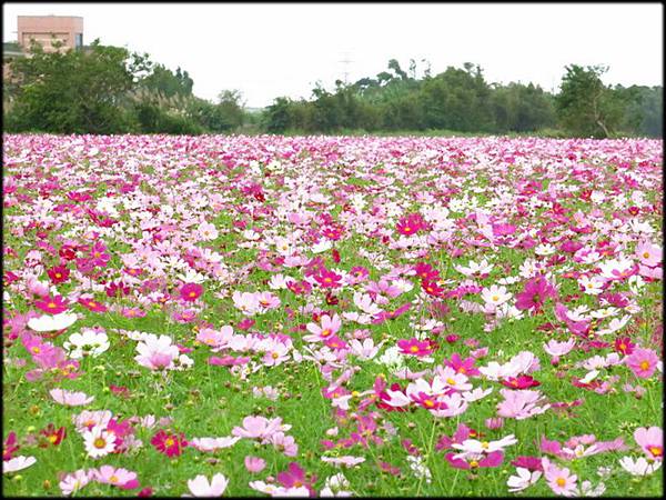蘆竹海山路花海_70.JPG 蘆竹海山路花海_70.JPG