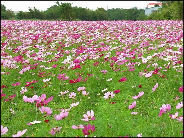 蘆竹海山路花海_81.JPG