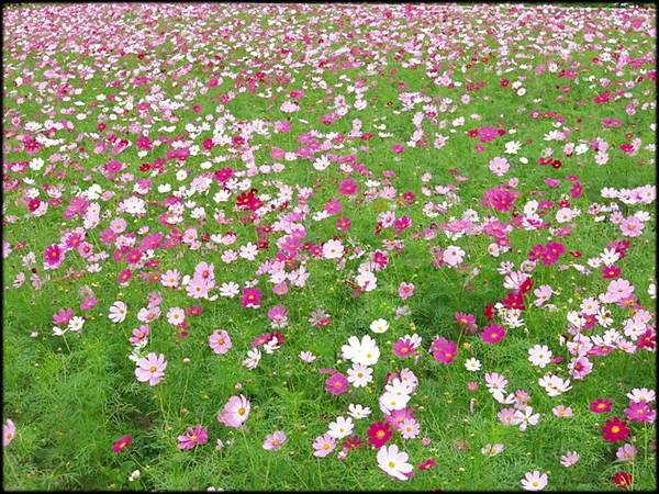 蘆竹海山路花海_87.jpg