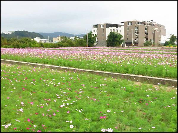 蘆竹海山路花海_102.JPG