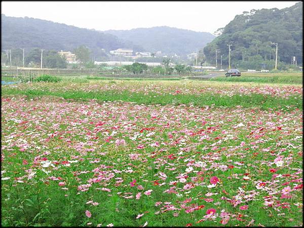 風尾土亢賞花海_001.jpg