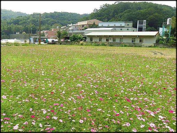 風尾土亢賞花海_116.jpg