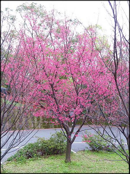 壽山岩公園櫻花綻放_03.jpg 壽山岩公園櫻花綻放_03.jpg