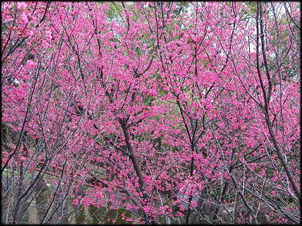 壽山岩公園櫻花綻放_08.jpg