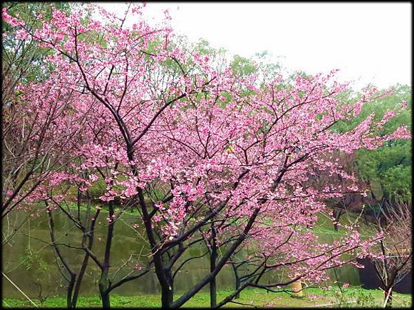 壽山岩公園櫻花綻放-1_24.jpg 壽山岩公園櫻花綻放-1_24.jpg