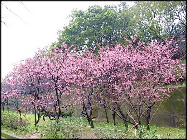 壽山岩公園櫻花綻放-1_41.jpg