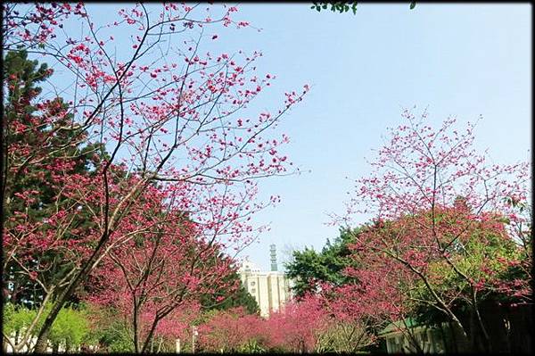 中正紀念堂櫻花_17.jpg 中正紀念堂櫻花_17.jpg