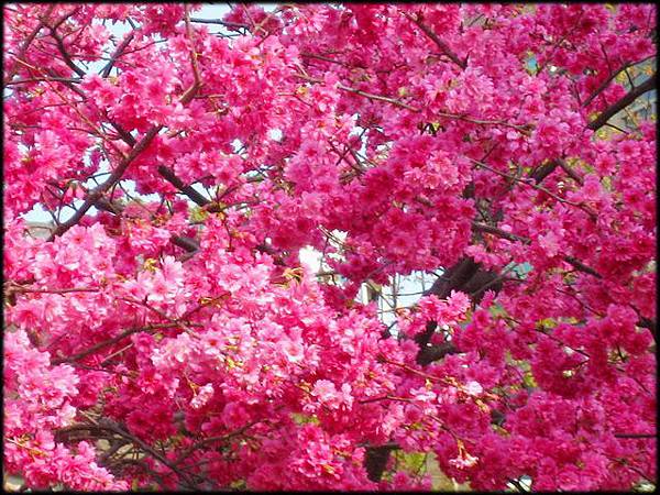 櫻花_01.jpg 櫻花_01.jpg