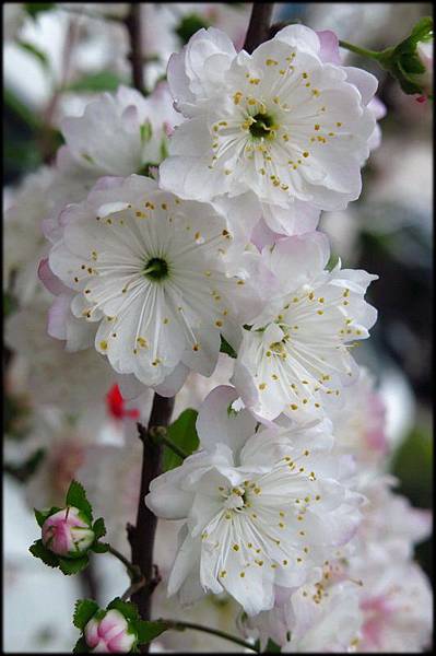 郁李花開_38.jpg 郁李花開_38.jpg