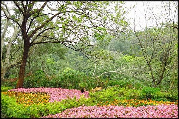 十八尖山賞花_025.jpg