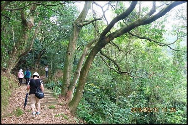 4腳亭砲台登山步道_25.jpg