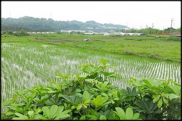 軟橋休閒步道_082.jpg 軟橋休閒步道_082.jpg