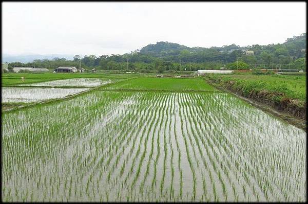 軟橋休閒步道_094.jpg