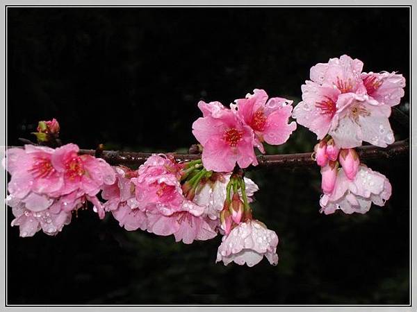 櫻花-3_11.JPG 櫻花-3_11.JPG