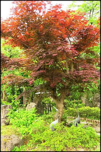 高岡古城公園(3)_3362.jpg