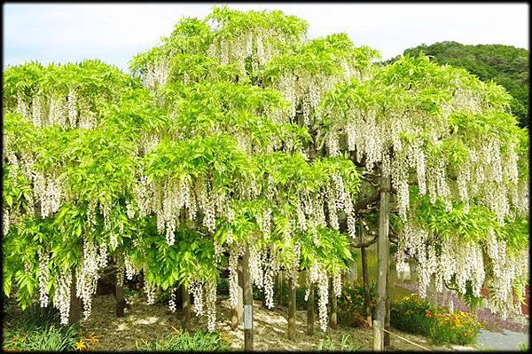 足利紫藤花卉公園(8)_4333.jpg 足利紫藤花卉公園(8)_4333.jpg