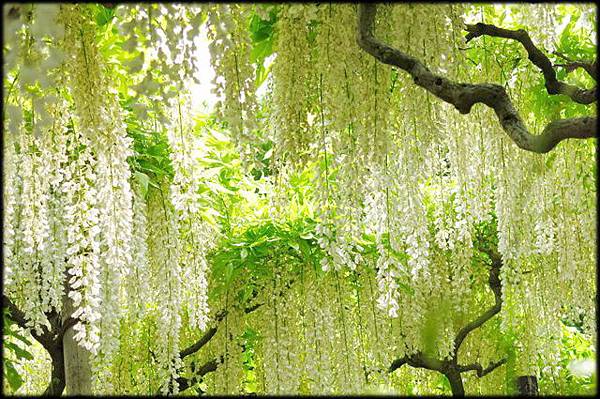 足利紫藤花卉公園(8)_4348.jpg