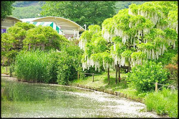 足利紫藤花卉公園(8)_4354.jpg