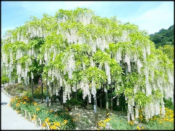 足利紫藤花卉公園(8) -31.jpg