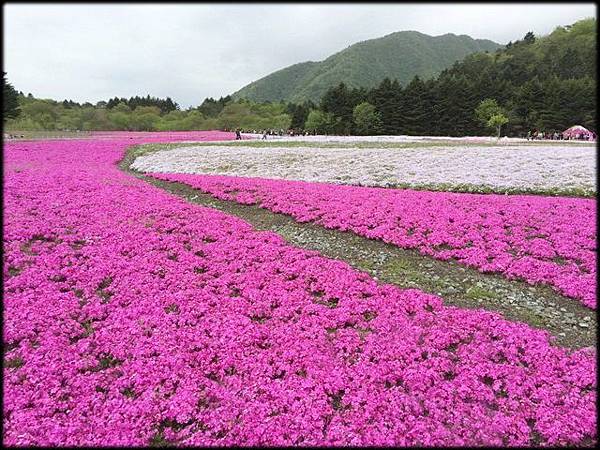 富士芝櫻祭(11)_4769.2.jpg 富士芝櫻祭(11)_4769.2.jpg