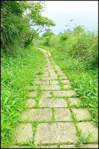 平湖森林步道_53.jpg