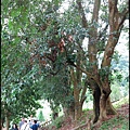 永福山龍山寺步道_077.jpg