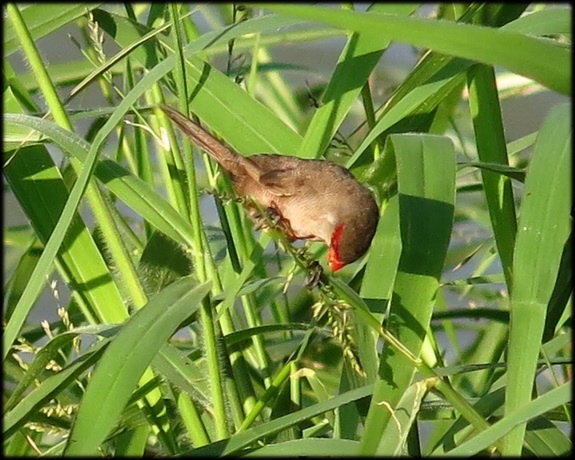 雁鴨公園_43.jpg