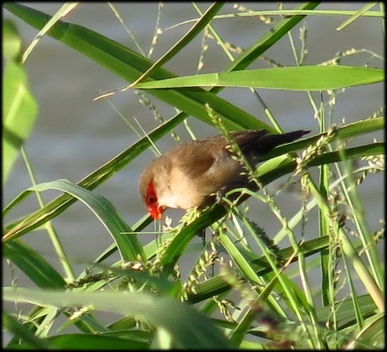 雁鴨公園_58.jpg