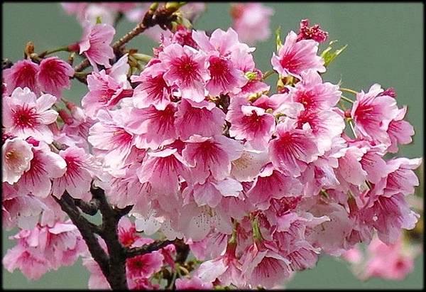 延平南青年公園櫻花_022.jpg 延平南青年公園櫻花_022.jpg