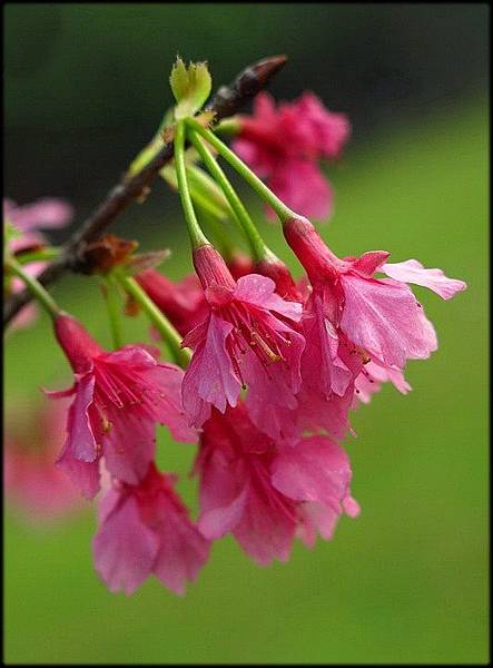 延平南青年公園櫻花_051.jpg