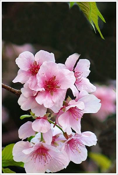 2017中正紀念堂櫻花_857.jpg 2017中正紀念堂櫻花_857.jpg