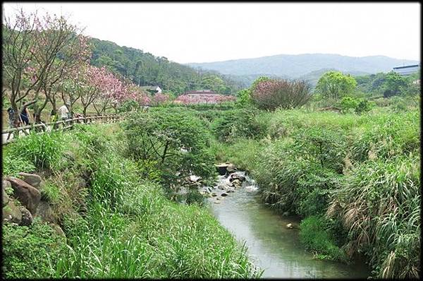 三芝三生步道賞櫻_110.jpg