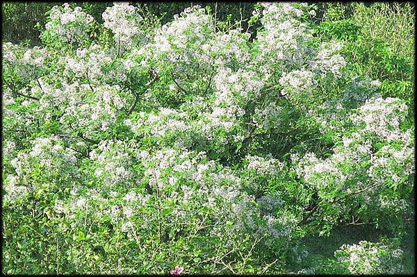 八德與鶯歌桃花源遊_048.jpg