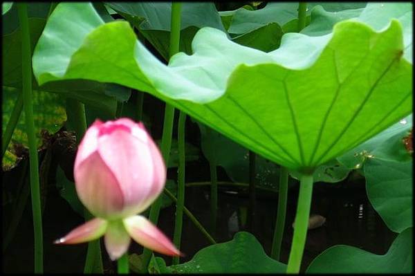 初夏植物園花卉_14.JPG