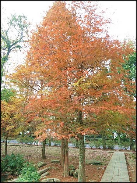 石門水庫落羽松紅_45.jpg