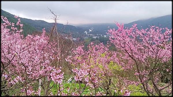 2018平菁街櫻花-1_023.jpg