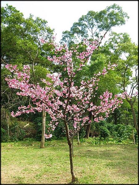 長庚養生文化村櫻花_029.jpg