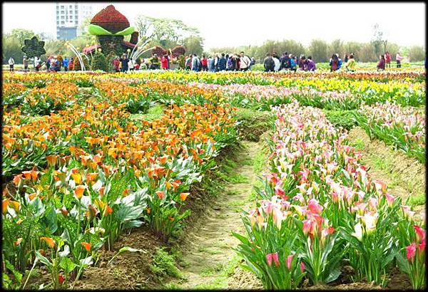 浪漫芋花園_013.jpg