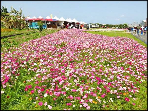 浪漫芋花園_070.jpg