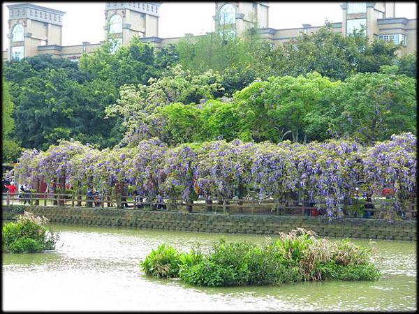 大湖紀念公園紫藤花_001.jpg